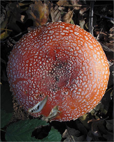 sm 086.jpg - Looking down on a mature stage of the poisonous psychoactive Fly Amanita Mushroom (Amanita muscaria).